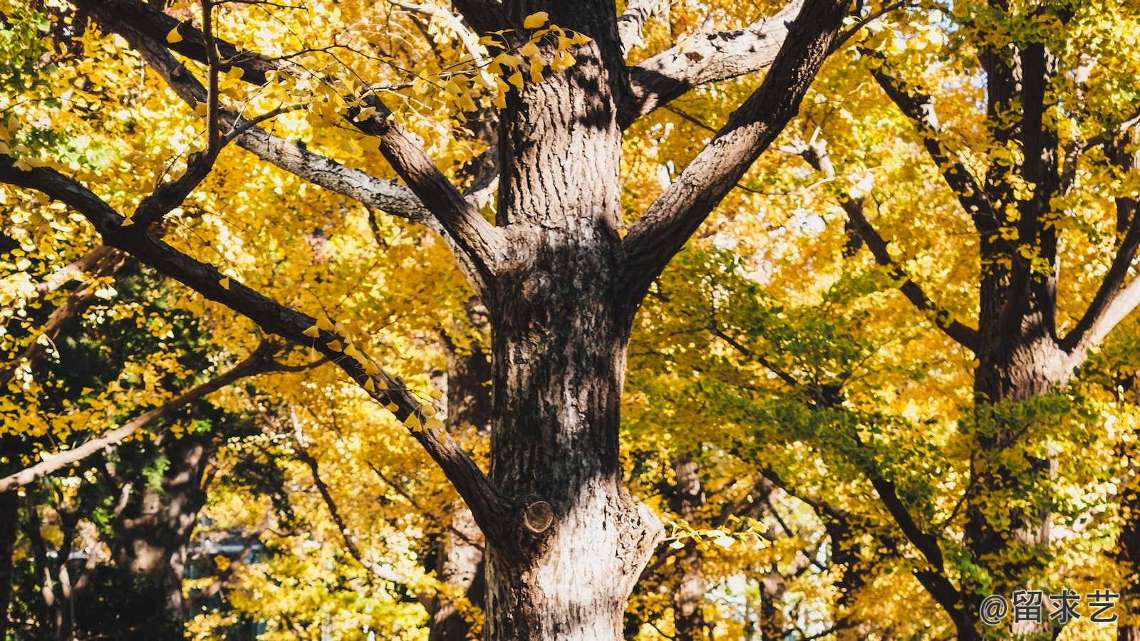 自考成考報(bào)同一個(gè)學(xué)校學(xué)位證英語(yǔ)只考一次嗎