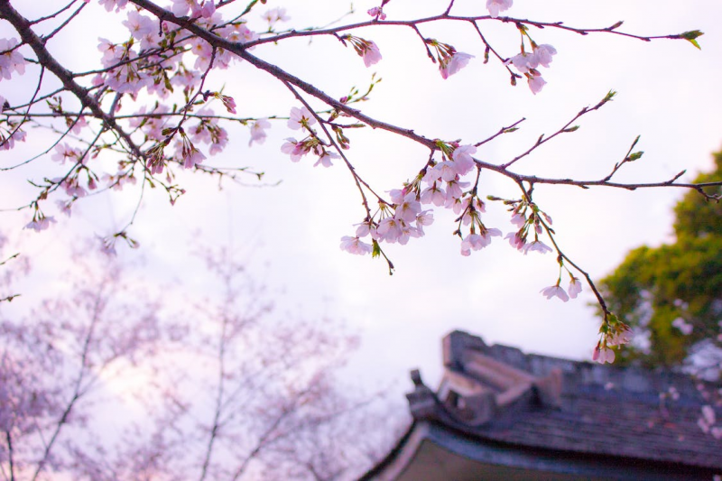 去日本留學(xué)修士和研究生有哪些區(qū)別（優(yōu)缺點(diǎn)對比）