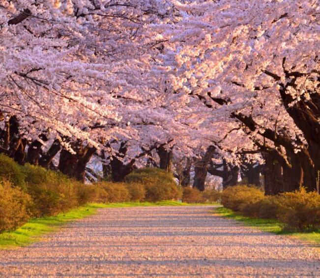 日本旅游單次簽證(日本旅游單次簽證多少錢)