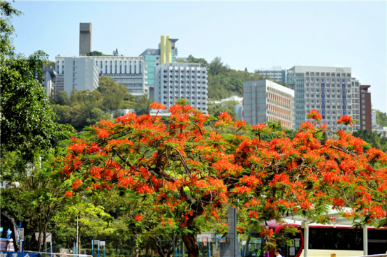 香港哪所大學開設了計算機相關專業(yè)?