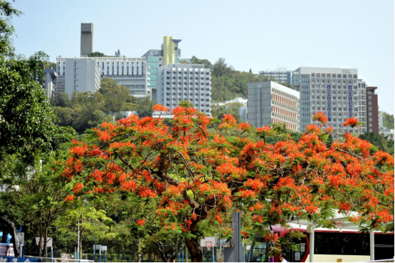 香港中文學(xué)長(zhǎng)親身經(jīng)歷分享:在香港中文大學(xué)學(xué)習(xí)是什么體驗(yàn)?
