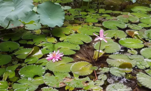 香港大學(xué)圖片校園美景有哪些（香港大學(xué)畢業(yè)珍藏版美圖）