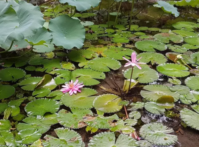 香港大學(xué)圖片校園美景有哪些（香港大學(xué)畢業(yè)珍藏版美圖）