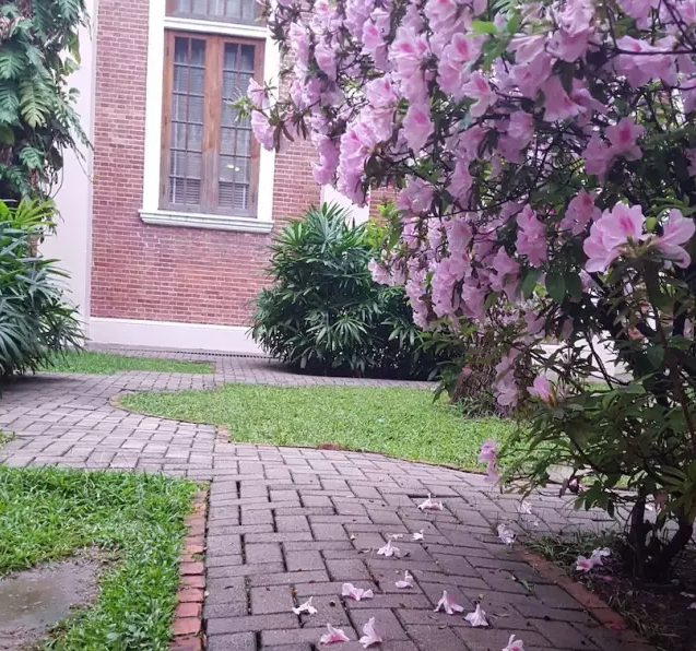 香港大學(xué)圖片校園美景有哪些（香港大學(xué)畢業(yè)珍藏版美圖）