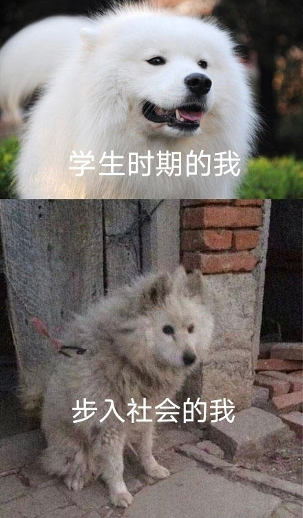 雙非大三 績點低 想去香港留學來得及嗎？