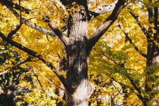 關(guān)于馬耳他投資入籍的好處