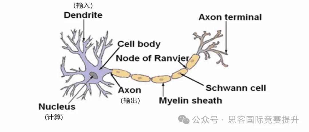 生物學小白可以參加USABO競賽嗎？USABO競賽獲獎到底“難不難”？