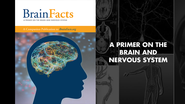 #2025年Brain Bee腦科學(xué)活動(dòng)報(bào)名中！Brain Bee網(wǎng)課推薦~