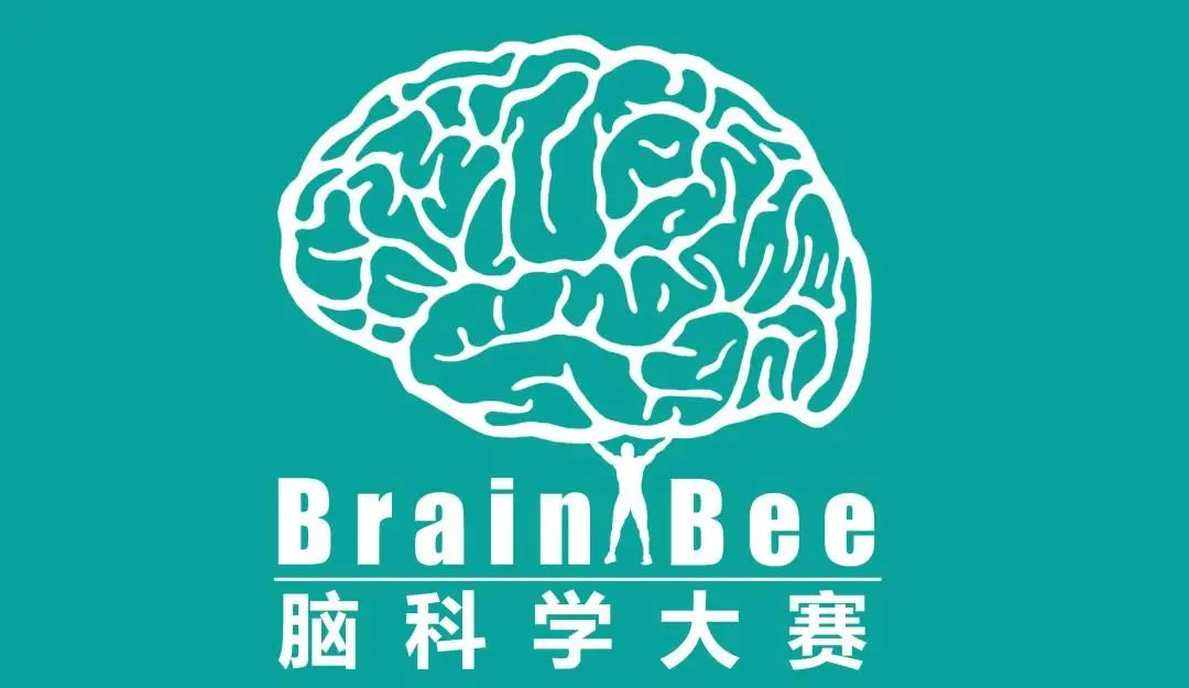 高含金量競(jìng)賽｜Brain Bee腦科學(xué)大賽一文詳解！