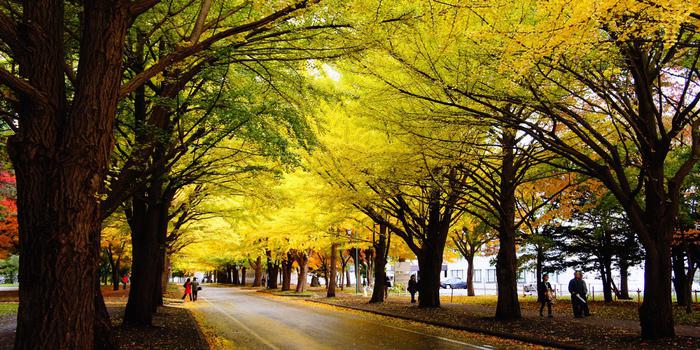北海道大學(xué)申請條件