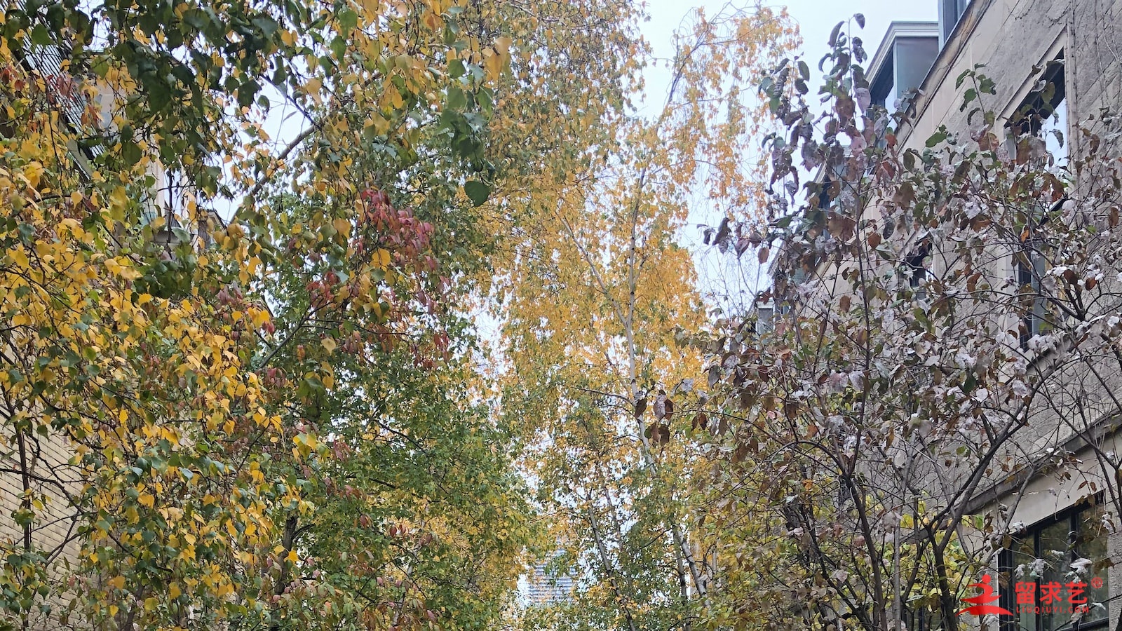 留學(xué)荷蘭價格多少