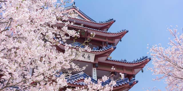 櫻花國(guó)際日語(yǔ)